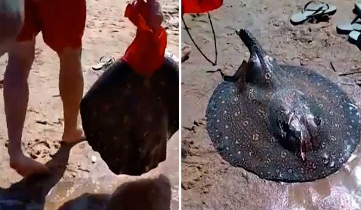 Vídeo: Arraia é encontrada morta sem ferrão em praia no sul do Tocantins