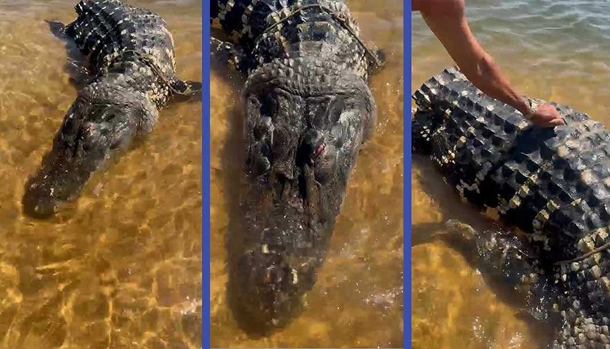 Jacaré gigante é encontrado morto e sem rabo, boiando no rio Araguaia; Vídeo