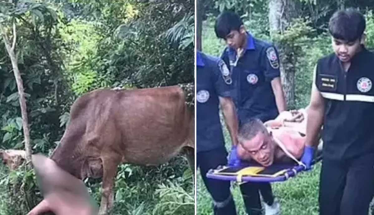 Turista sem roupas é atacado por vaca após supostamente tentar abusar do animal