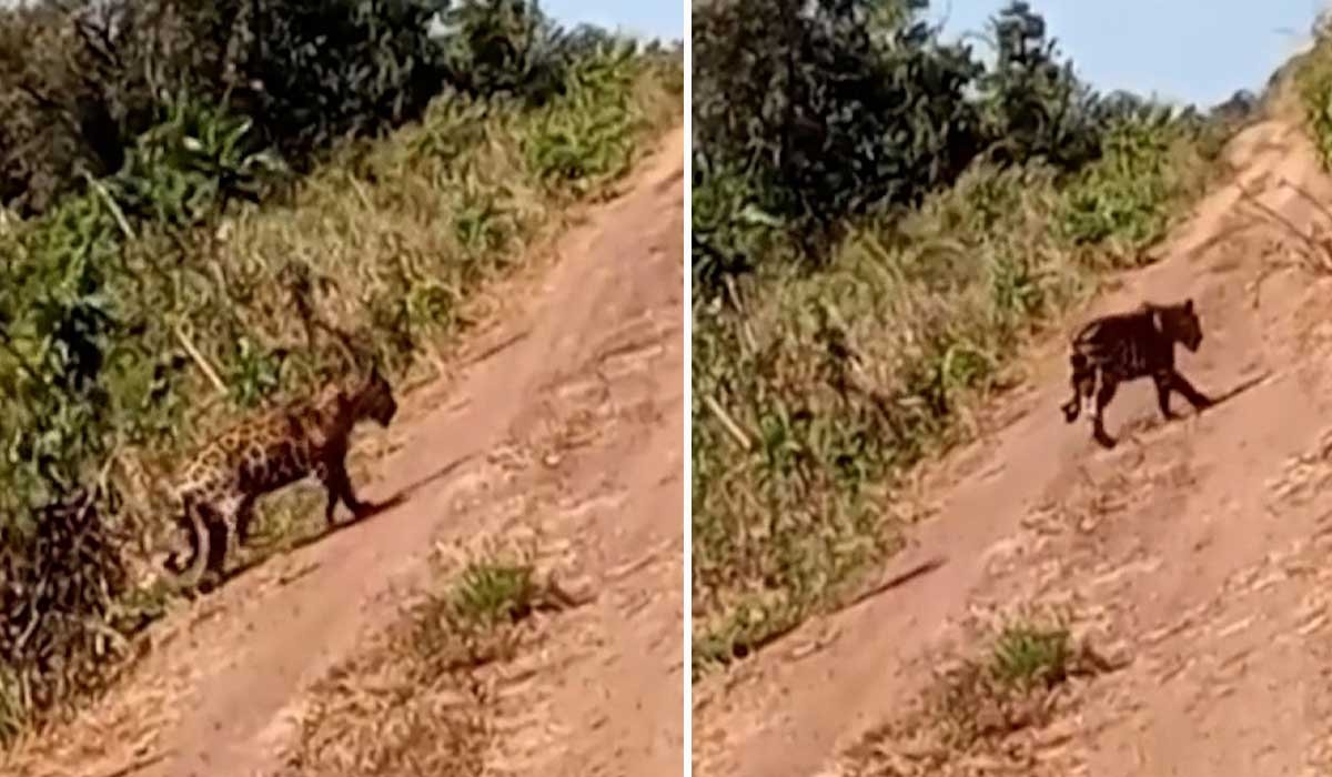 Homem se depara com onça-pintada em estrada e se encanta com animal; Vídeo