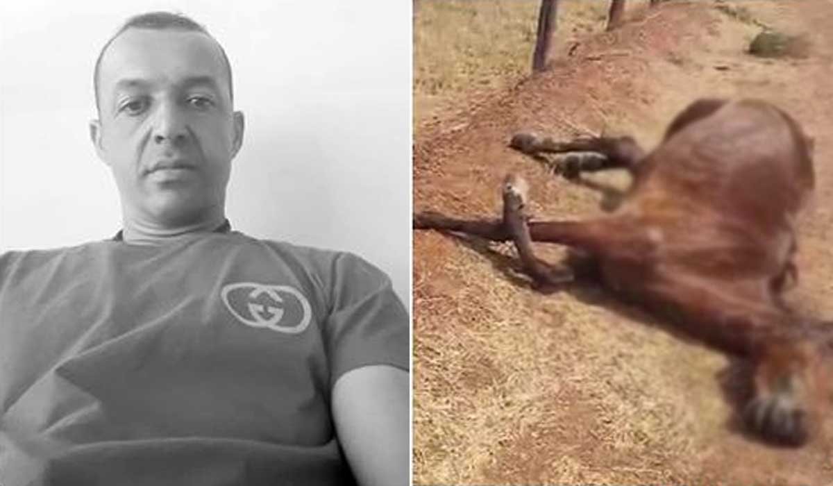 Motociclista morre após bater em cavalo que invadiu avenida