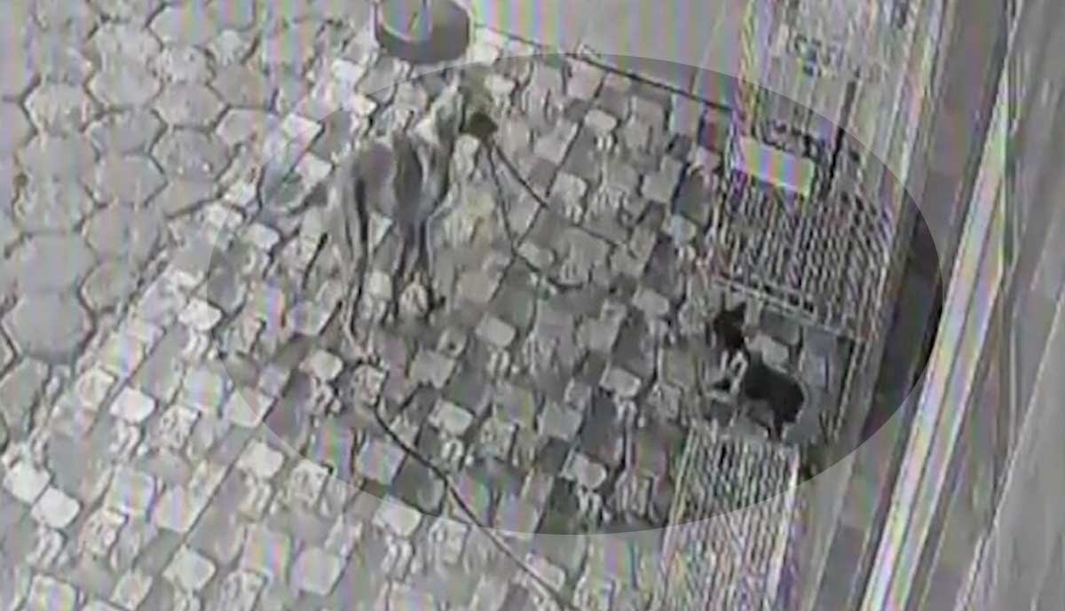 Câmera mostra momento que cadela morde guia de coleira e ‘resgata’ amigo em pet shop; Vídeo