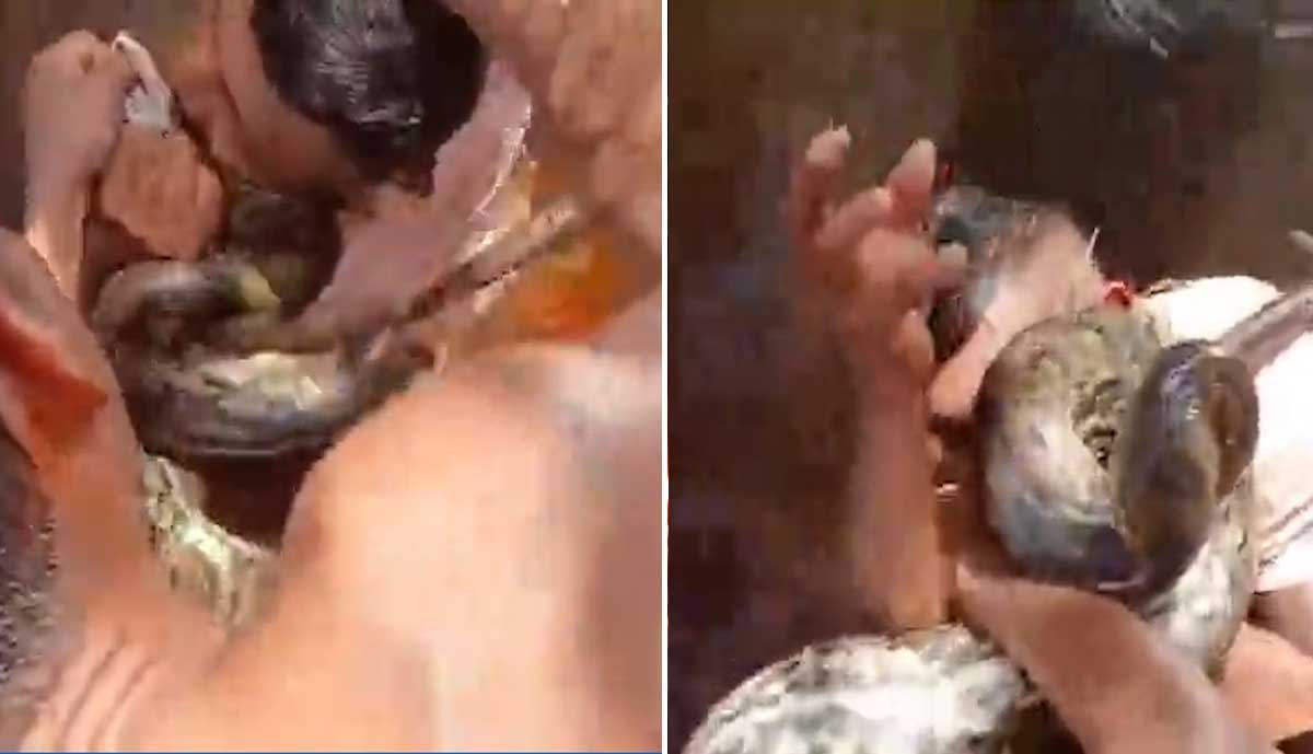 Vídeo: Homem morde sucuri para escapar de ataque em rio no Pará