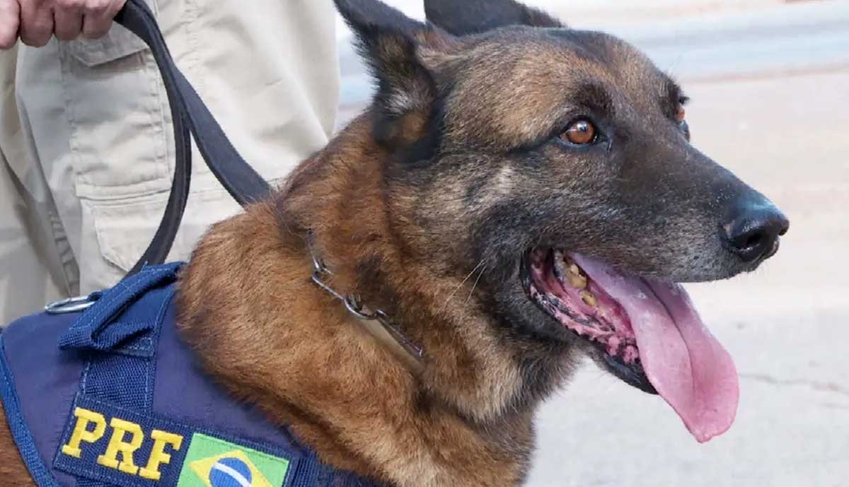 Morre cão que atuou na PRF por mais de 8 anos e ajudou na apreensão de mais de 11 toneladas de drogas