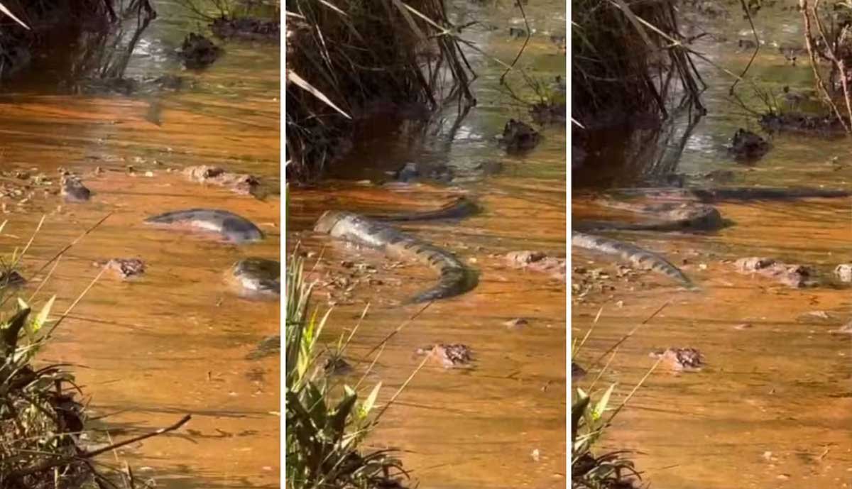 Sucuri gigante chama a atenção de turistas em rio de Goiás; Vídeo