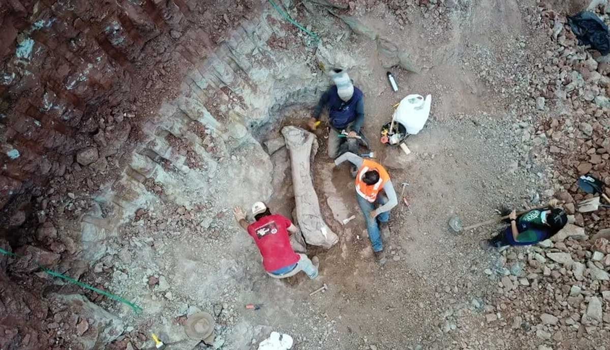 Fósseis de 100 milhões de anos encontrados no Maranhão são de espécie de dinossauro inédita - Sou Mais Notícias