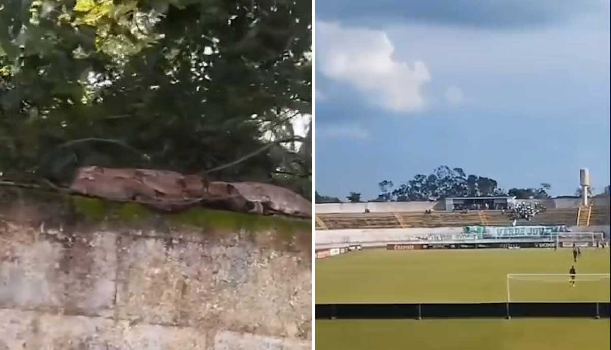 Jiboia chama atenção de torcedores ao aparecer na arquibancada de estádio durante jogo do Campeonato Goiano - Sou Mais Notícias