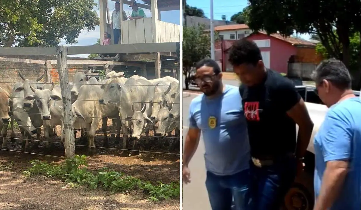 Polícia recupera 28 cabeças de gado avaliadas em R$ 98 mil após descobrir que vaqueiro desviava animais de fazenda