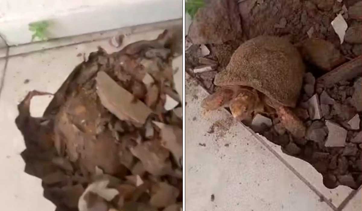 Jabuti é encontrado vivo embaixo do piso de casa após dona suspeitar de infiltração; Vídeo - Sou Mais Notícias