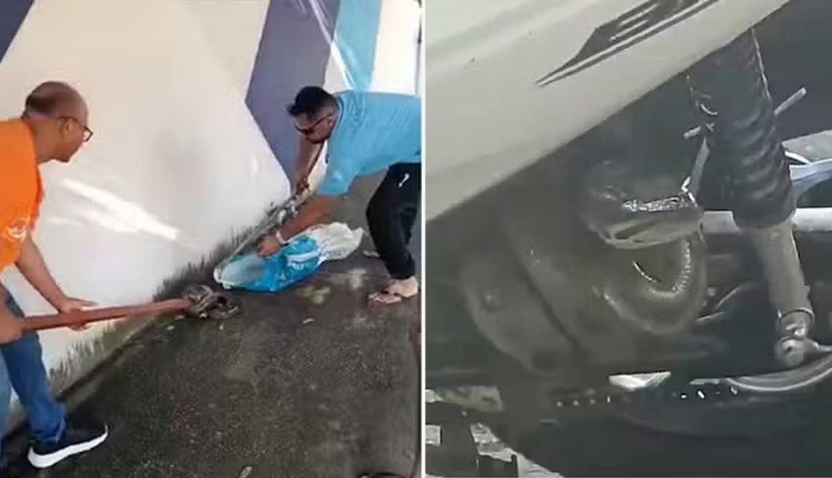 Susto: Sucuri é resgatada após se enrolar em moto na frente de escola no sul do Tocantins - Sou Mais Notícias