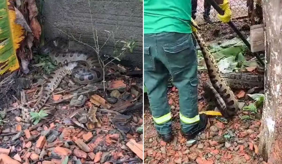 Sucuri de 3 metros é resgatada após invadir quintal de casa e comer galinhas; Vídeo