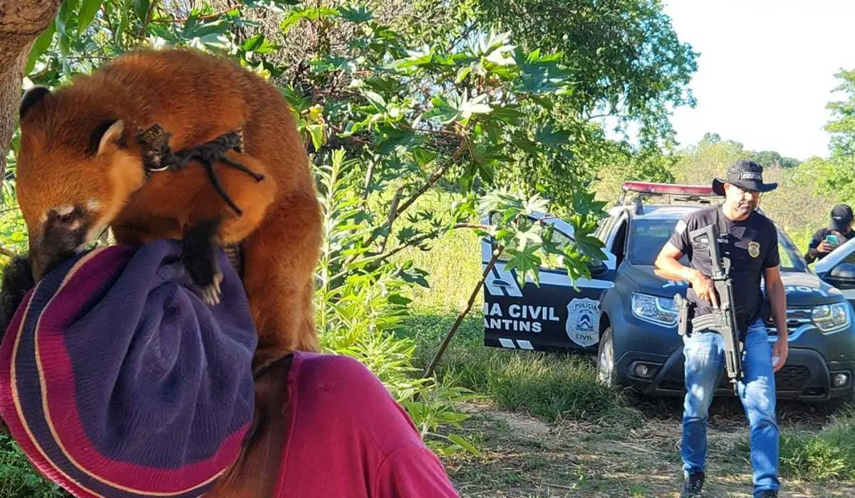 Quati mantido preso em coleira é resgatado de cativeiro no sudeste do Tocantins