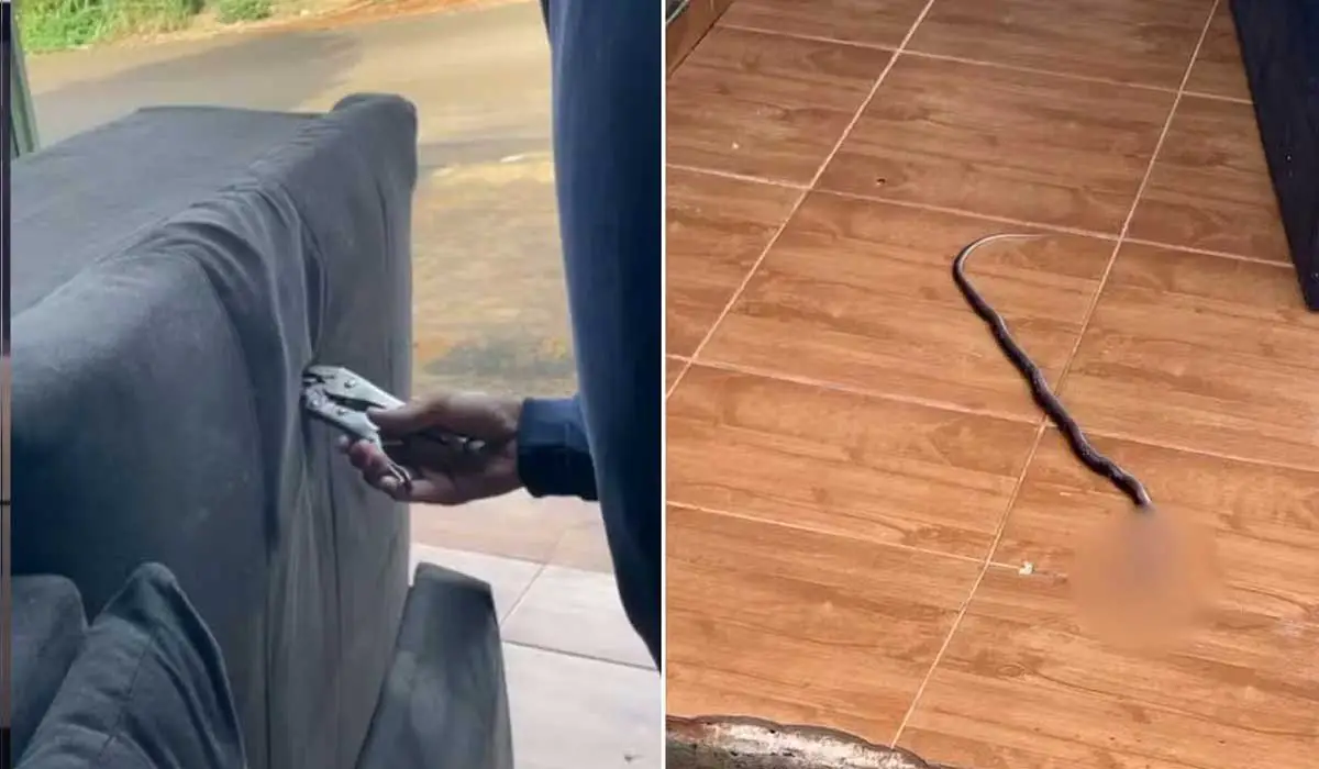 Dona de casa leva grande susto ao encontrar cobra dentro de sofá; Vídeo