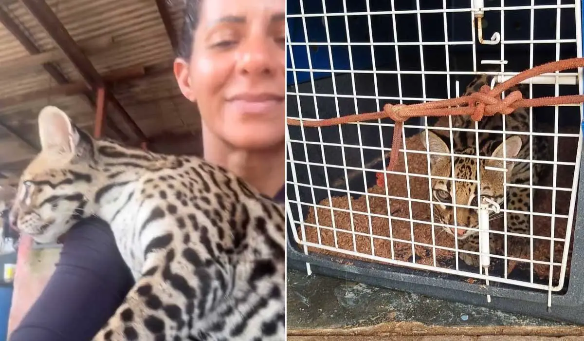 Jaguatirica 'pituca', criada como pet, é resgatada pelo IBAMA no PA após denúncias de exploração animal nas redes sociais