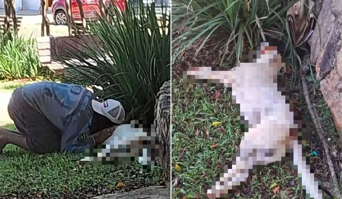 Policial Militar mata cachorro a tiros após animal latir para ele em Goiás