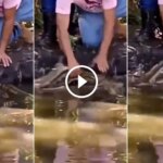 Sucuri de 3 metros dá bote na mão de agente da Defesa Civil durante resgate em represa; Vídeo