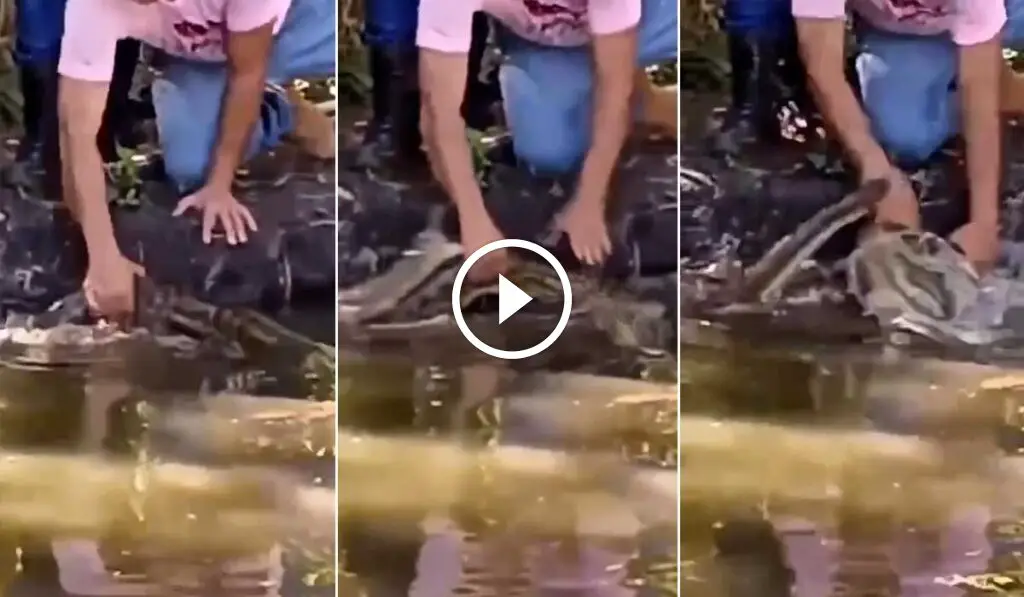 Sucuri de 3 metros dá bote na mão de agente da Defesa Civil durante resgate em represa; Vídeo